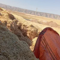 کارگر کاه جمع کن میخوام