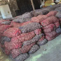 فروش سیر بذری سورت شده گوگان