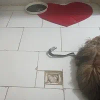سگ پیداشده