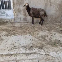 شیشک افشاری ابستن
