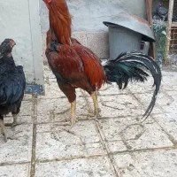 خروس لاری
