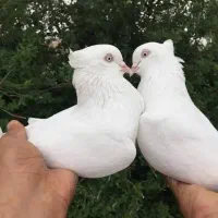 کبوتر اراکی جفت