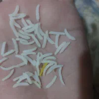 فروش انواع برنج شمال مستقیم و بدون واسطه