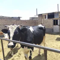 گوساله هلشتاین