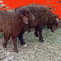 بره نر و ماده