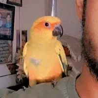 عروس هلندی و طوطی خورشیدی هردو ماده