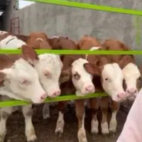 عرضه گوساله شیرمست وفوق العاده ناب بندرترکمن