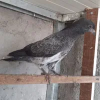 جوجه جیر