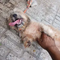 سگ پاکوتاه نژاد شیتزو
