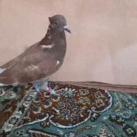 یک کفتر