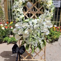 گل پیچک|گل و گیاه طبیعی|نجفآباد, جلال آباد|دیوار