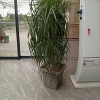 گل وگیاه اپارتمانی 30%تخفیف ولنتاین