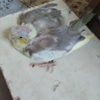 واگذاری جوجه سرلاکی عروس هلندی