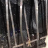کبوتر مگس