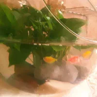 دکور زنده و چشم‌نواز برای کسانی که خاص‌پسندند