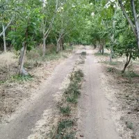 باغات بزرگ گردو بادام