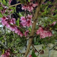 باغ امامزاده باغلار یوله کوی بهار