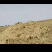 کاه گندم