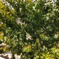 باغ-چهاردیواری