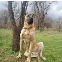 سگ نر سرابی  از بیترین نصل فقط برای نصل کشی