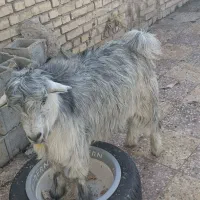 کهره فروشی