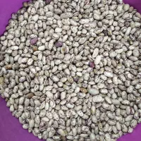 لوبیای چیتی خوش پخت فروشی