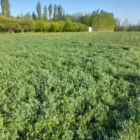 یک-قطعه-زمین-آینده-دار-در-خلخال