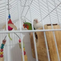 طوطی کتوله سالم