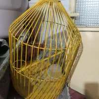 قفس اهنی
