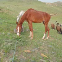 اسب|حیوانات مزرعه|قلقل رود, |دیوار