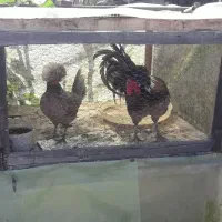 لهستانی اصل