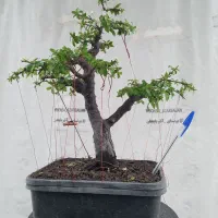 بونسای آلوچه