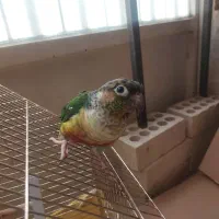 طوطی گرینچیک