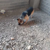 سگ  با نژاد خوب