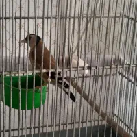 سهره نر دهن لر ردی