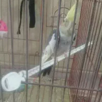 عروس بلندی