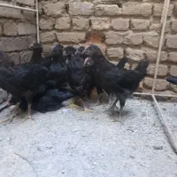 جوجه رسمی