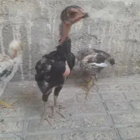 جوجه لاری