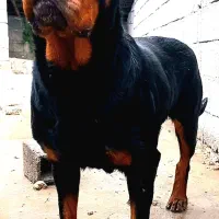 سگ روتفایلر  اصیل
