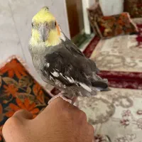 عروس هلندی کاملا دستی رام سخنگو  اگهی بخون
