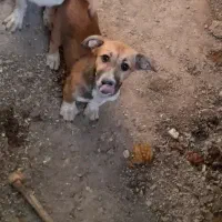 واگذاری سگ پاکوتاه