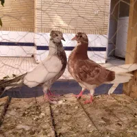 جوجه پرشی