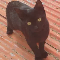 گربه ملوس