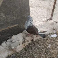 کفتر نر و ماده تهرونی