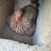 مرغ و خروس محلی زرقان