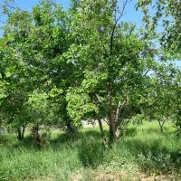 باغ ۲۲۰۰متری سنددار ملکی پر درآمد