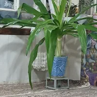 گل طبیعی|گل و گیاه طبیعی|عطاملک, |دیوار