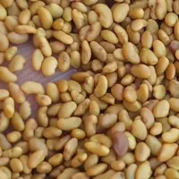 فروش انواع بذر یونجه عمده و جزئی