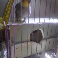 عروس هلندی