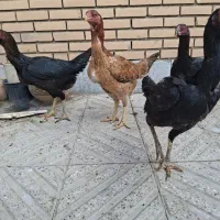 مرغ لاری|حیوانات مزرعه|مبارکه, |دیوار